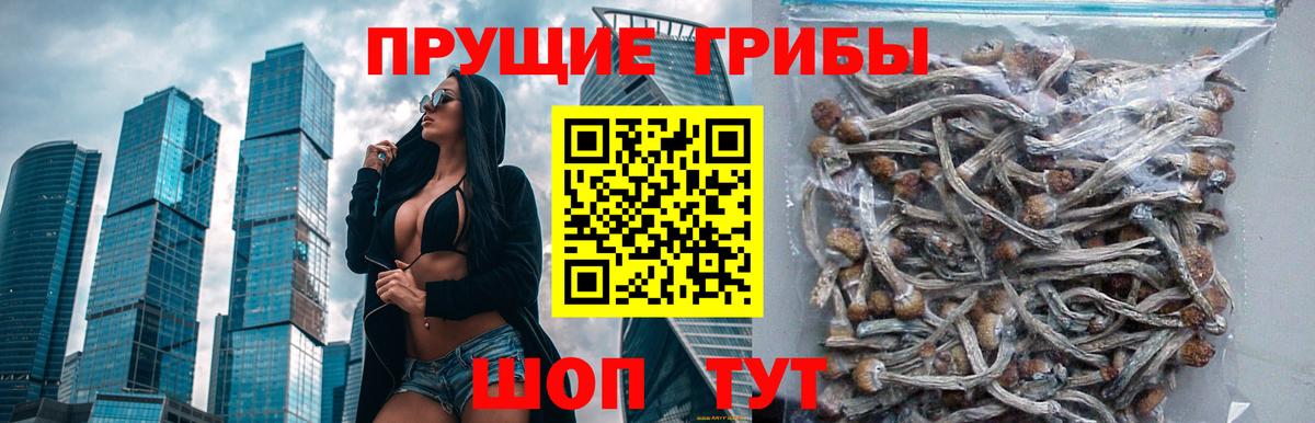Галлюциногенные грибы Psilocybine cubensis  Псилоцибиновые грибы GOLDEN TEACHER  Алатырь  Вход с VPN 